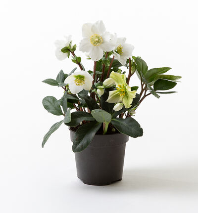 Helleborus Helleborus